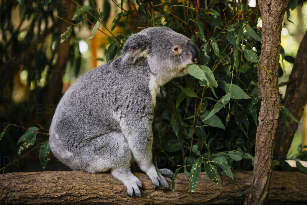Lone Pine Koala Sanctuary, Australia