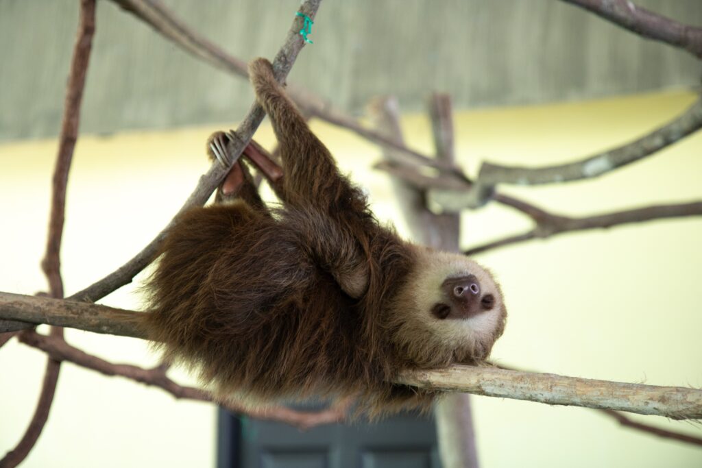 Sloth Sanctuary, Costa Rica
