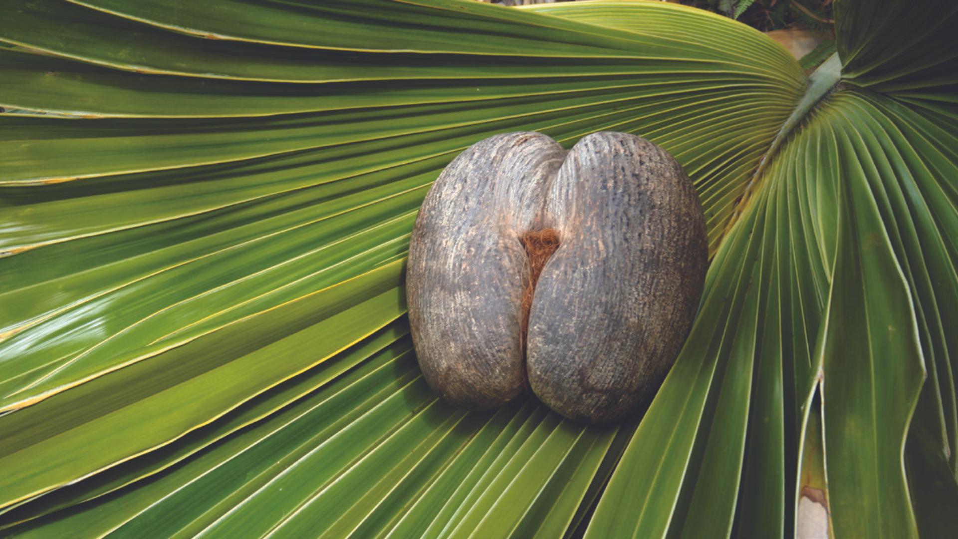 Coco De Mer nut 