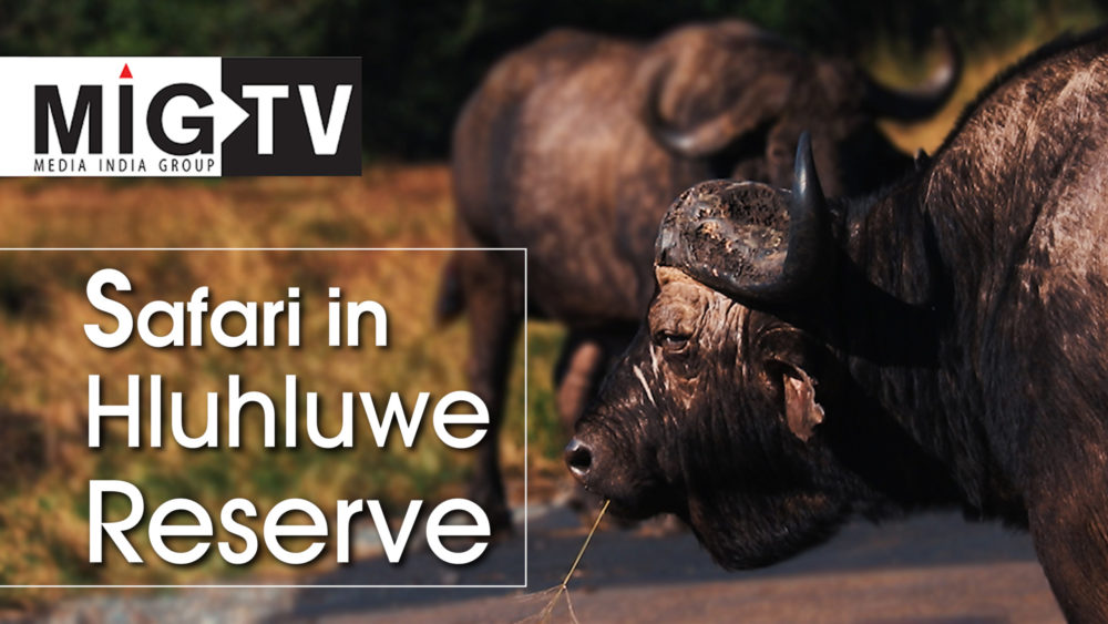 One day safari in Hluhluwe Reserve