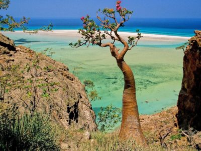 The island of Socotra and its strange inhabitants
