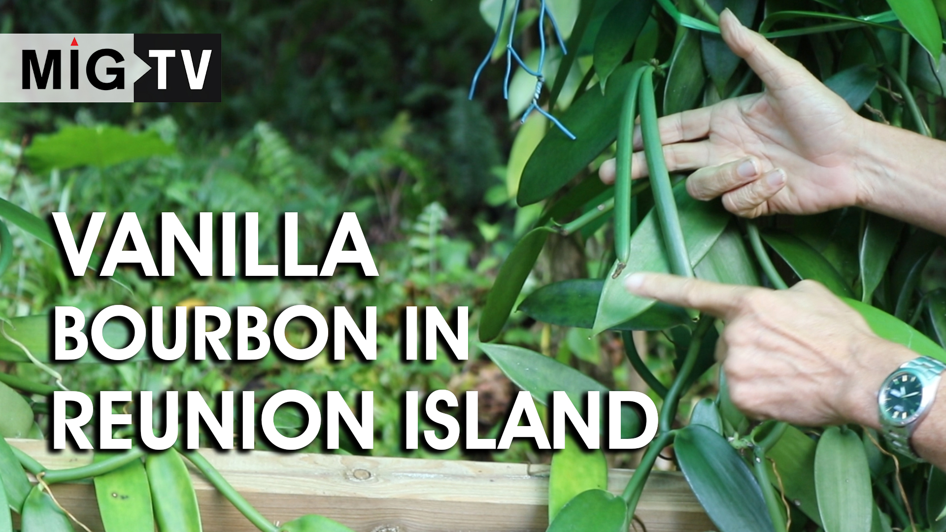 Vanilla Bourbon in Reunion Island