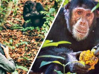 Chimpanzee Safari in Tanzania