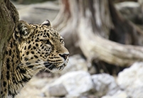 Siberian Amur Leopard