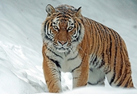 Siberian Amur Tiger