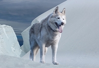 Siberian Grey Wolf