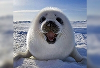 Siberian Seal