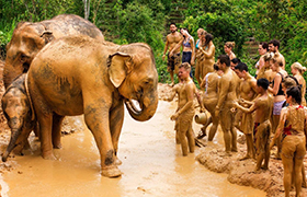 Phuket Elephant Park