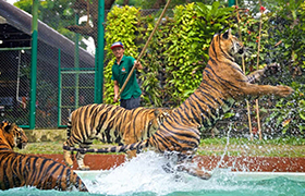 The Tiger Kingdom