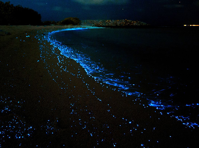 Maldives Beach Becomes An Amazing Sea Of Stars Photos