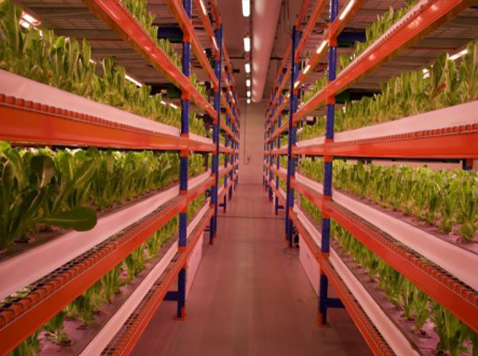 Emirates Flight Catering launches Bustanica, world’s largest vertical farm