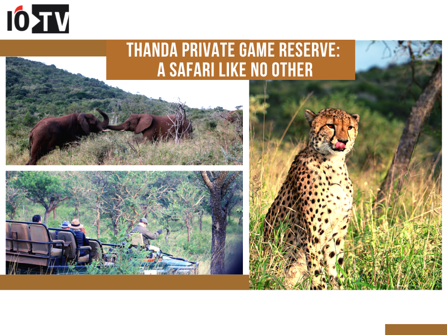Thanda Private Game Reserve: A Safari Like No Other