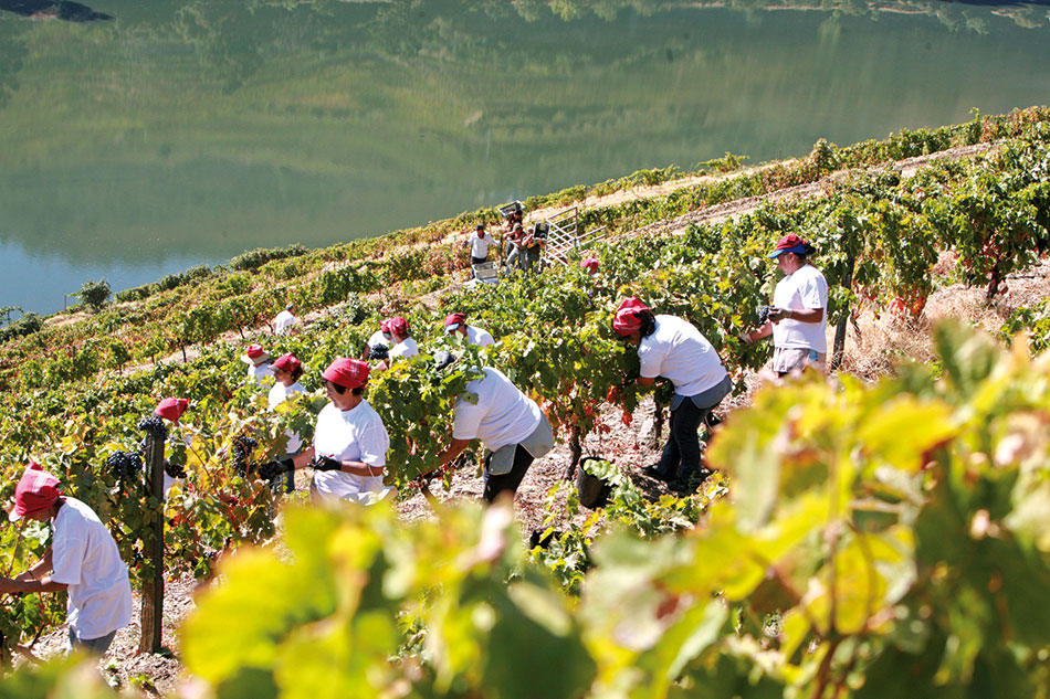 Douro Valley produces Portugal’s best-known wine (PC: AT Porto and the North)