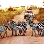 Animal Friendly African Safari Awards
