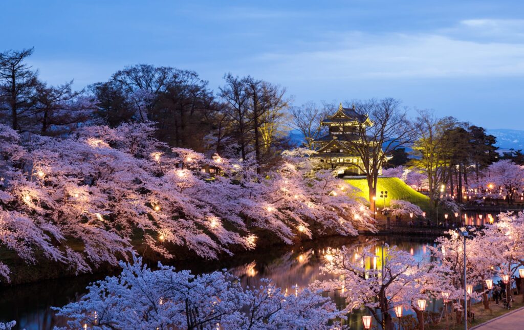 Takada Castle cherry blossoms