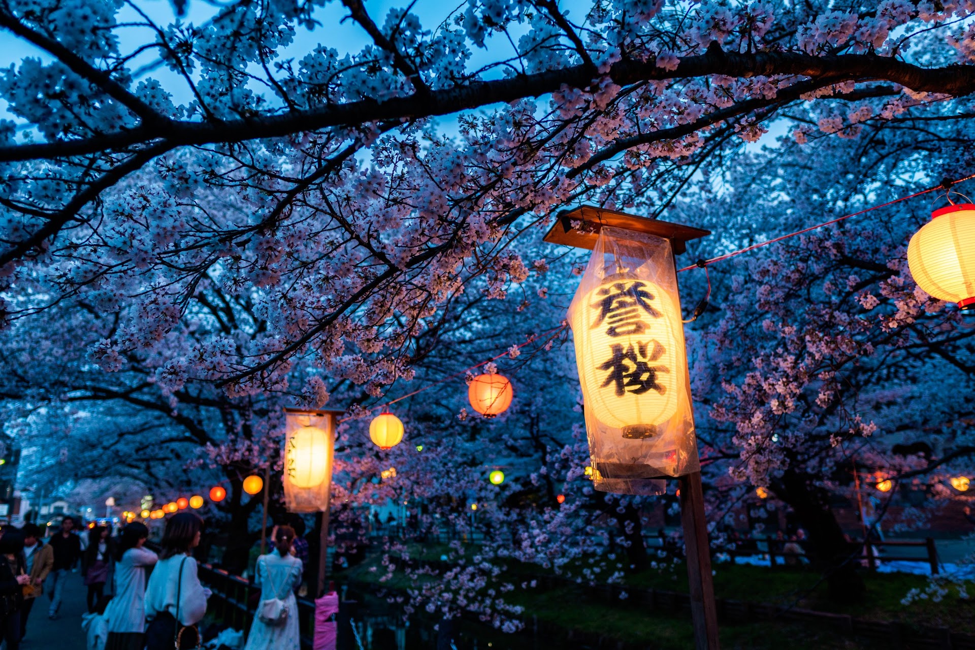 Takada Cherry Blossom Festival  Travel Japan - Japan National