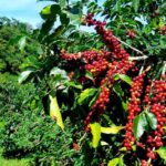 Jamaica coffee tourism