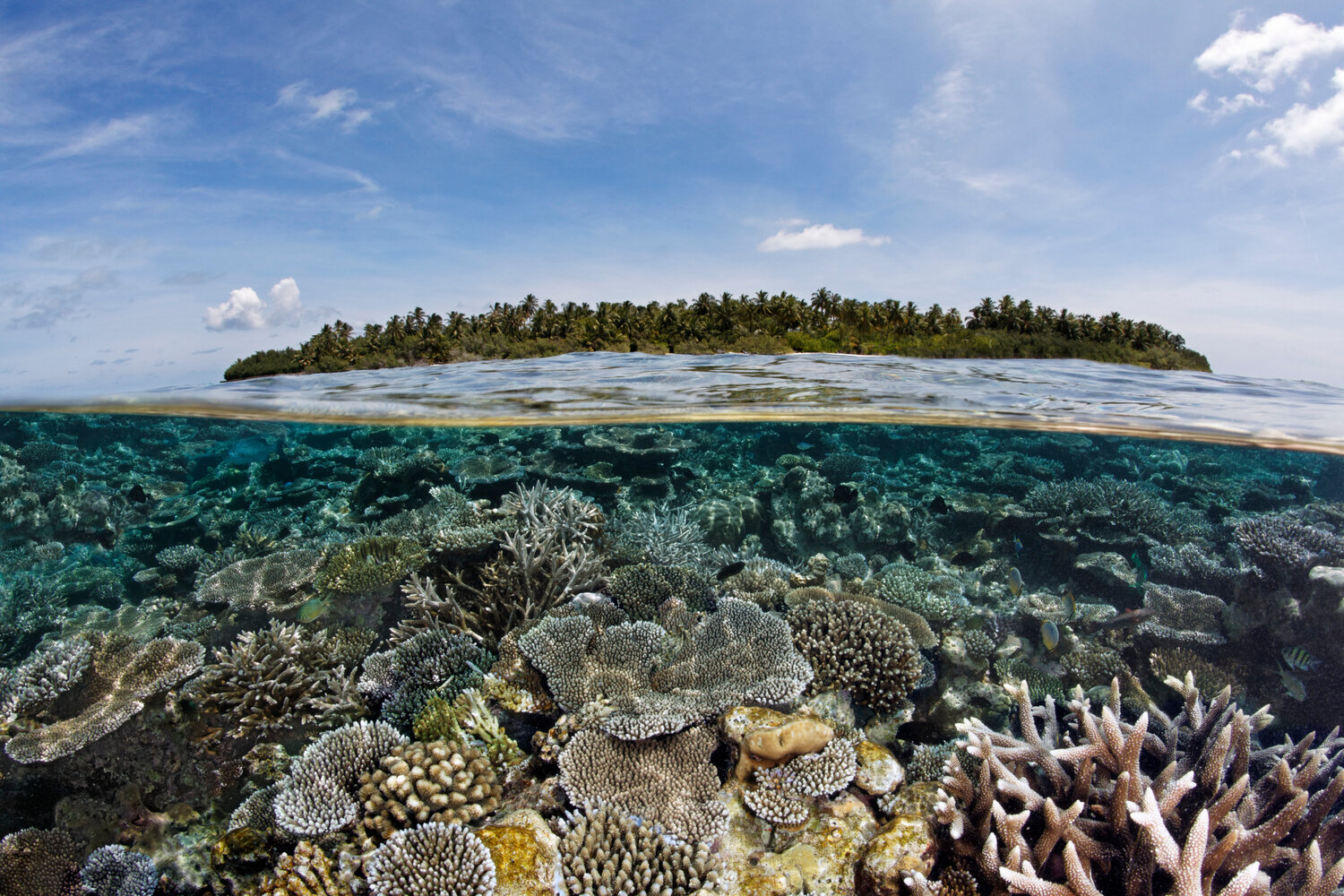 Maldives-corals