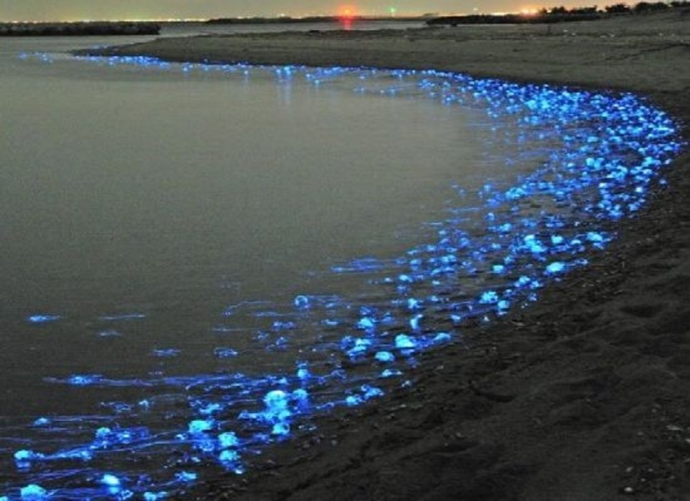 Bioluminescence : Glow in the dark beaches around the world