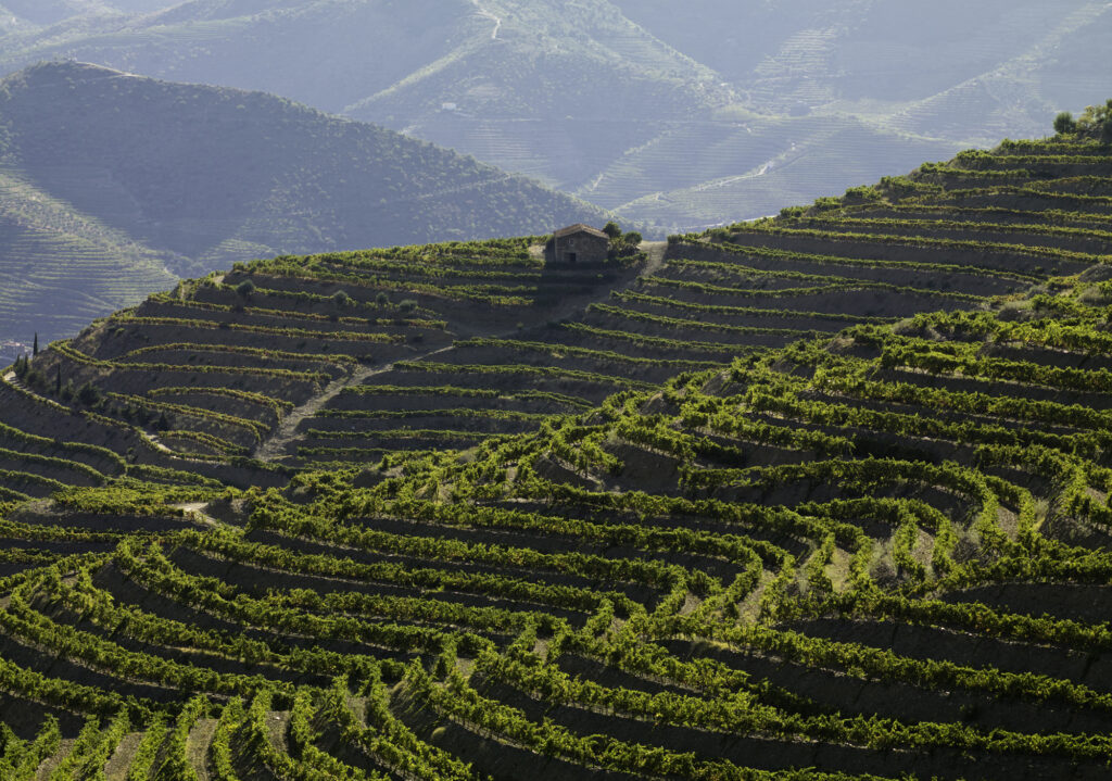 terraced vineyards