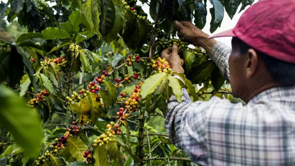 Colombian Coffee Circuit