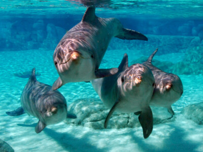 SeaWorld Orlando celebrates National Dolphin Day with immersive experiences