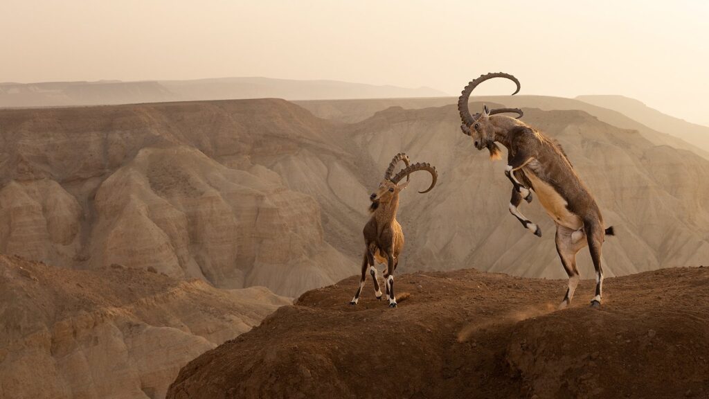 Nubian Ibex battle 