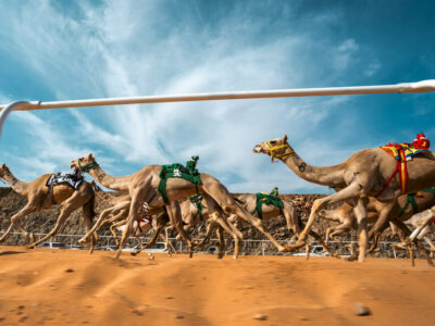 AlUla hosts Arab Cup for Camel Racing & World Championship for International Camel Endurance