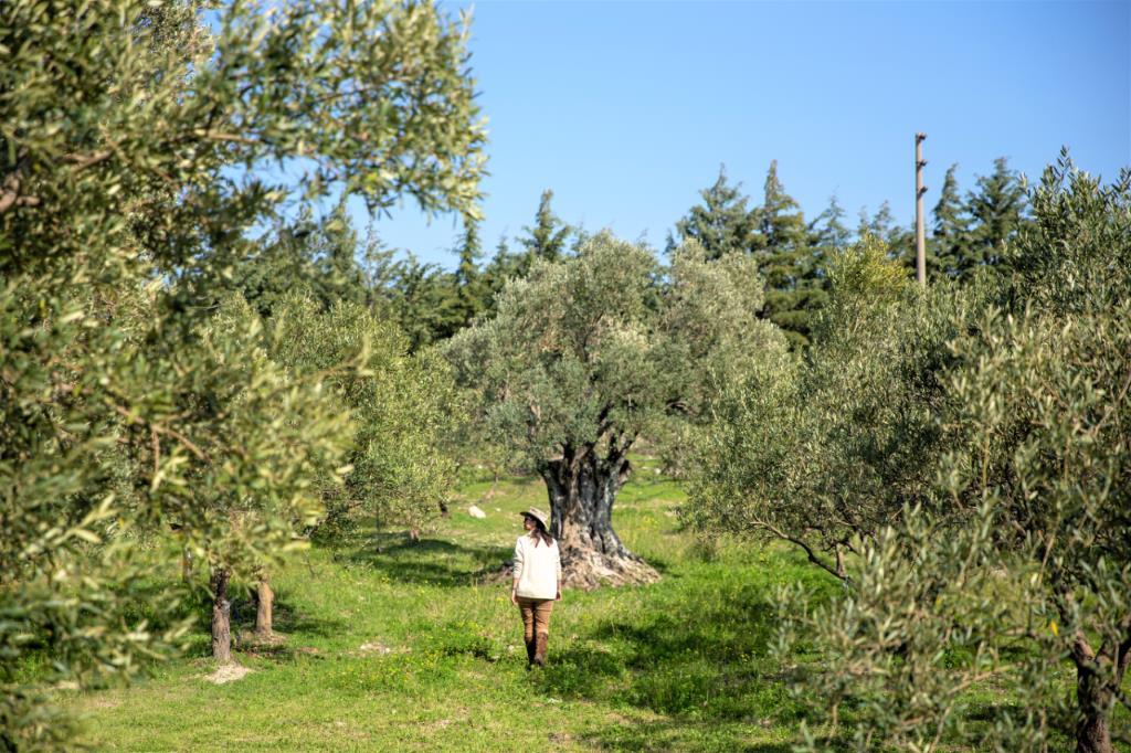 Olives grown in the region have brought abundance and richness to the local